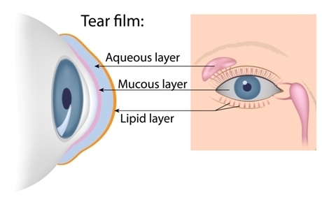 graphic of how tears work for dry eye